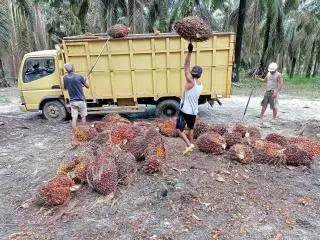 Harga Harian TBS Cuma Bergeser Sedikit, Petani Diminta Sabar