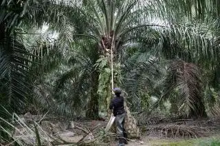 Kemnaker Perkuat Pelindungan PMI di Sektor Perkebunan Kelapa Sawit