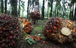Sumut Juga Minta Dana Bagi Hasil Sawit