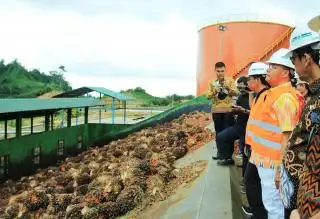 Harga Resmi TBS Bengkulu Naik, Simak Harga Terbaru