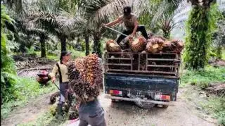Kenaikan Harga BBM Belum Berdampak ke Harga TBS