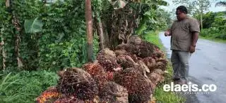 Beasiswa Sawit; Antara Aroma Proyek, Ego dan Sya la la...