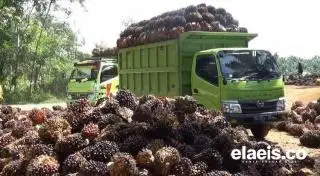 Menggeber ISPO di Aceh Utara