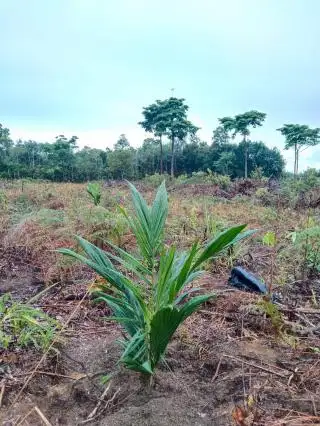 Petani Diminta Perhatikan Dua Hal ini Saat Menanam Sawit