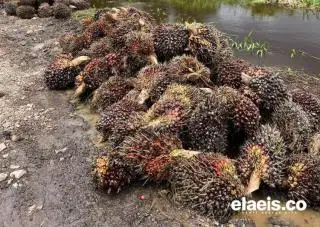 Harga Sawit Sumut Anjlok, Segini per Kilogramnya