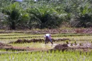 Banyak Sawah di Daerah ini Berubah Jadi Kebun Sawit