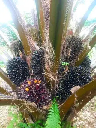 Sawit Berbuah Landak Bisa Normal Lagi, Begini Cara Menanganinya