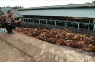 Mau Dirikan PKS Sendiri, Petani Berharap Prosesnya Dipermudah