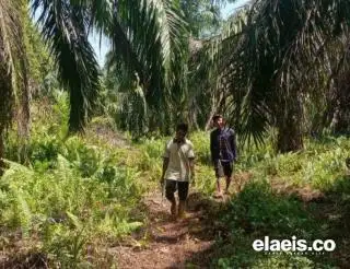 Begini Tanggapan 'Pedas' Apkasindo Perjuangan Terkait STD-B