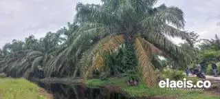 Kebun Petani Banyak Dalam Kawasan Hutan, STD-B Akan Sulit