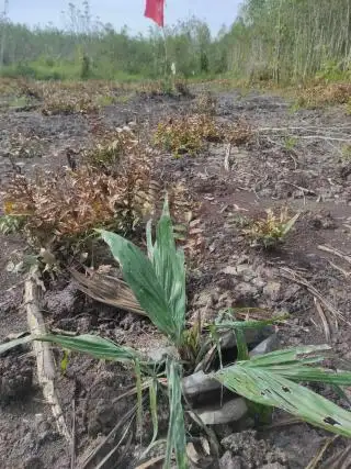 Petani Diminta Perhatikan Usia Tanam Bibit Sawit yang Tepat