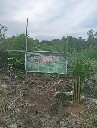 Tiga Cara ini Efektif Mengusir Monyet dari Kebun Sawit