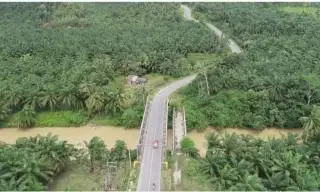 Kesalahan Budi Daya Berdampak Pada Produksi Sawit