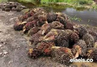Kerek Harga TBS, Berikut Daftar Harga Jual CPO dan Kernel di Riau