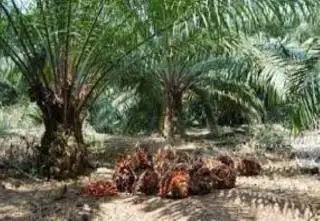 Naik Lagi, Harga Kelapa Sawit di Sumut Rp2.712,64/Kg