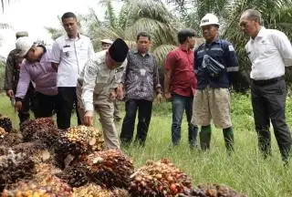 Plasma Sawit Sistem Baru Bakal Di-Launching di Muba