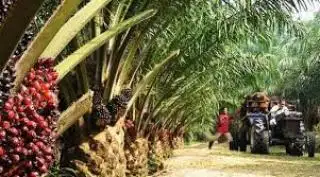Segini Harga Jual CPO dan Kernel di Riau Awal Maret