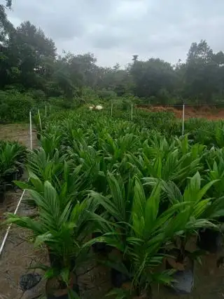 Penangkar di Bengkulu Mengeluh Tak Ada yang Beli Bibit Sawit, ini yang Terjadi
