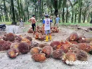 Terus Turun, Berikut Daftar Harga Jual CPO dan Kernel di Riau