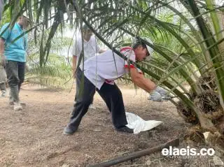 Panen Perdana Kebun Program PSR, Petani Sawit di Dayun Sumringah