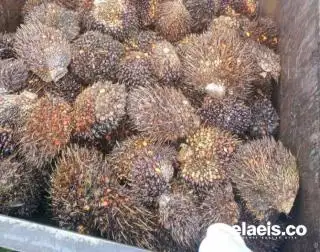Harga TBS Sawit di Bengkulu Rp 2.307,38/Kg
