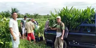 Harga Bibit Sawit Unggul Naik, Petani Mengeluh