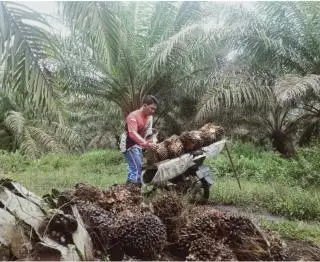 Banyak Pemilik Jual Kebunnya ke Perusahaan Sawit, Begini Dampaknya