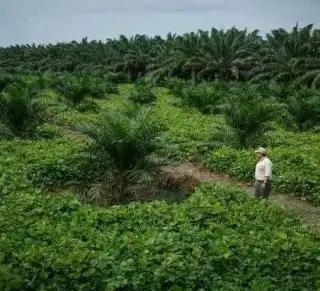 Petani Sebaiknya Perbanyak Tanam Kacangan MB