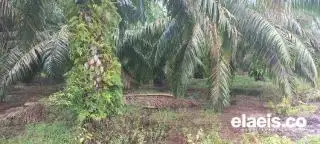 Realisasi PSR 2023 Hanya 29,2 Persen, Ini Kata Petani