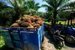 Sempat Menguat Minggu Lalu, Begini Ramalan Harga CPO Malaysia Pekan Ini