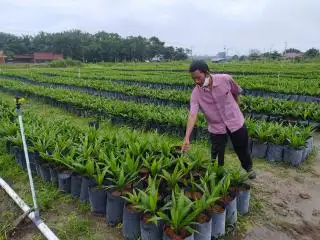Koperasi Harus Gandeng Penangkar Rekomendasi Sumber Benih