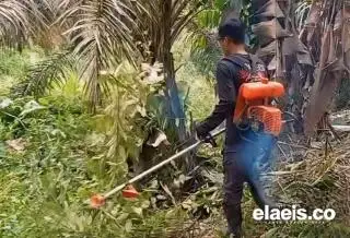 PKS di Bengkulu Akan Libur Lebaran, Ini Tugas Petani Sawit