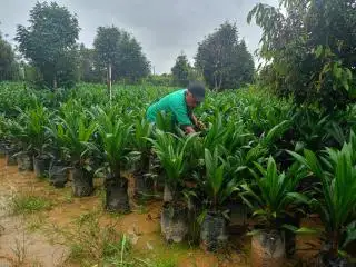 Bibit Palsu Marak Beredar di Sultra, Aspek-PIR Berharap Ada Pencegahan
