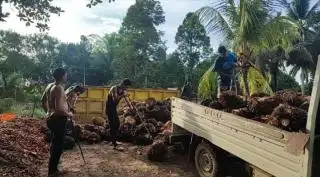 Gawat, Harga TBS Sawit di Sumbar Anjlok Parah