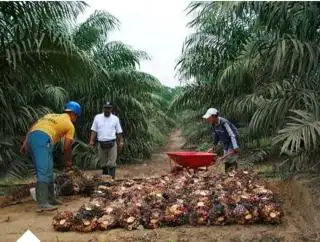 Perkebunan Sawit Makin Luas di Mukomuko, Sawah Menyusut