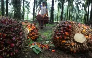 Putusan WTO dan Momen Penguatan Standar Sawit Berkelanjutan