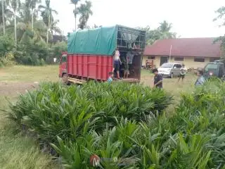 Dua Penjual Ditangkap, 1.600 Bibit Sawit Ilegal Diamankan