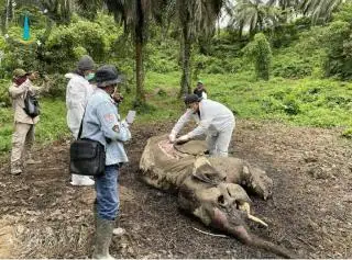 Bangkai Gajah Liar Ditemukan di Kebun Sawit di Langkat