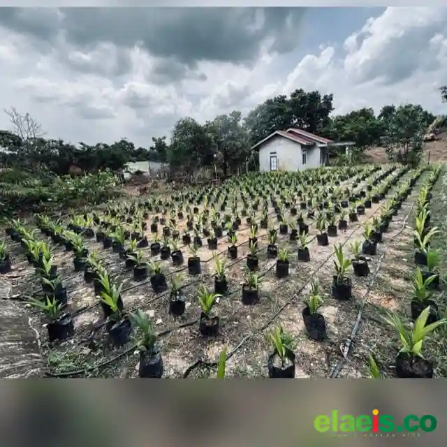 Persyaratan Jadi Tantangan Program Beasiswa Sawit di Papua