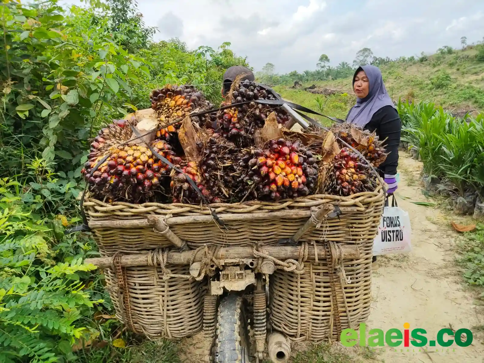 Beda Dengan Plasma, Harga Sawit Swadaya Riau Turun Periode Ini