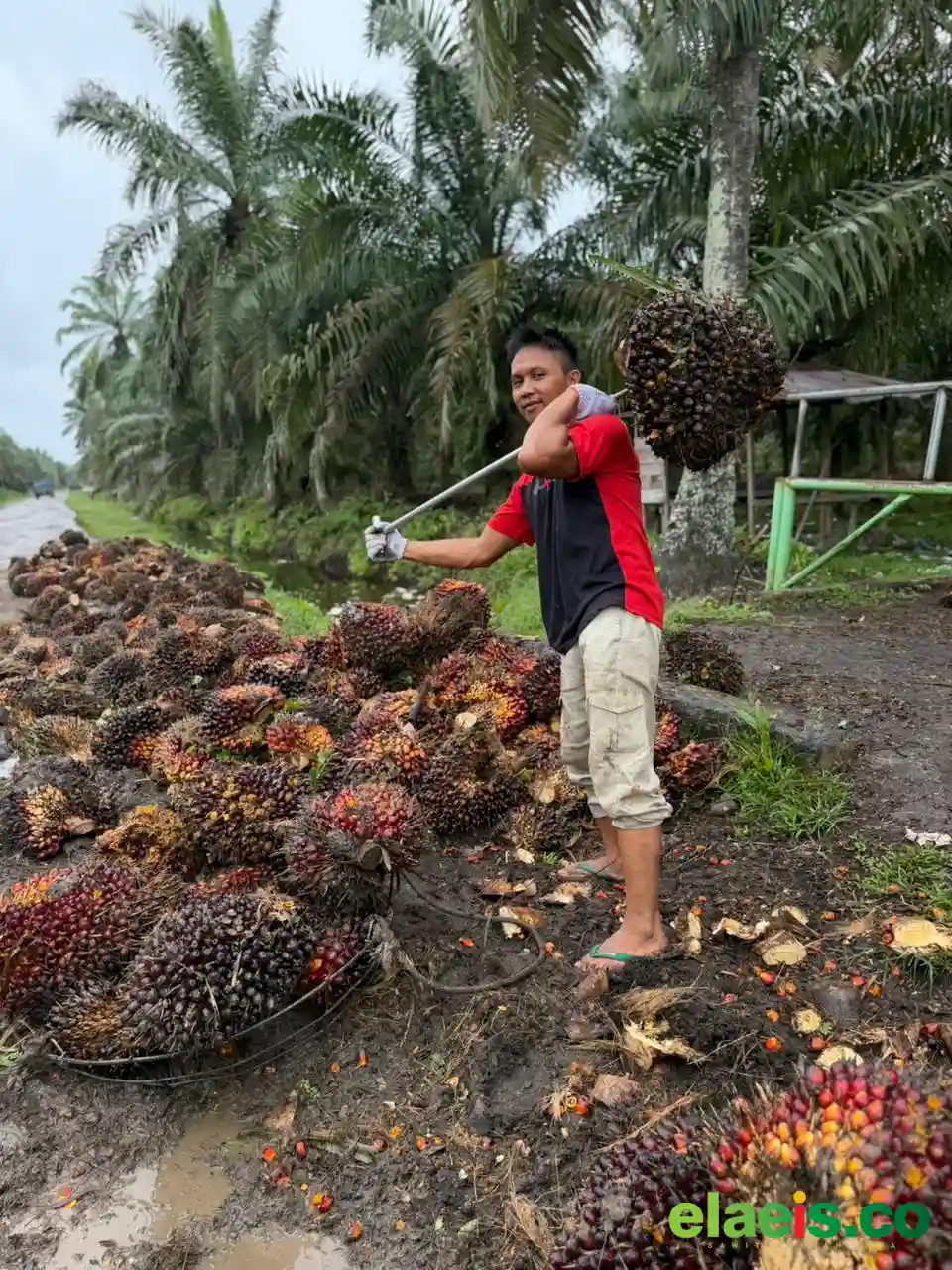 CPO mulai Bergerak, Harga Sawit Plasma Sumut Naik Tipis