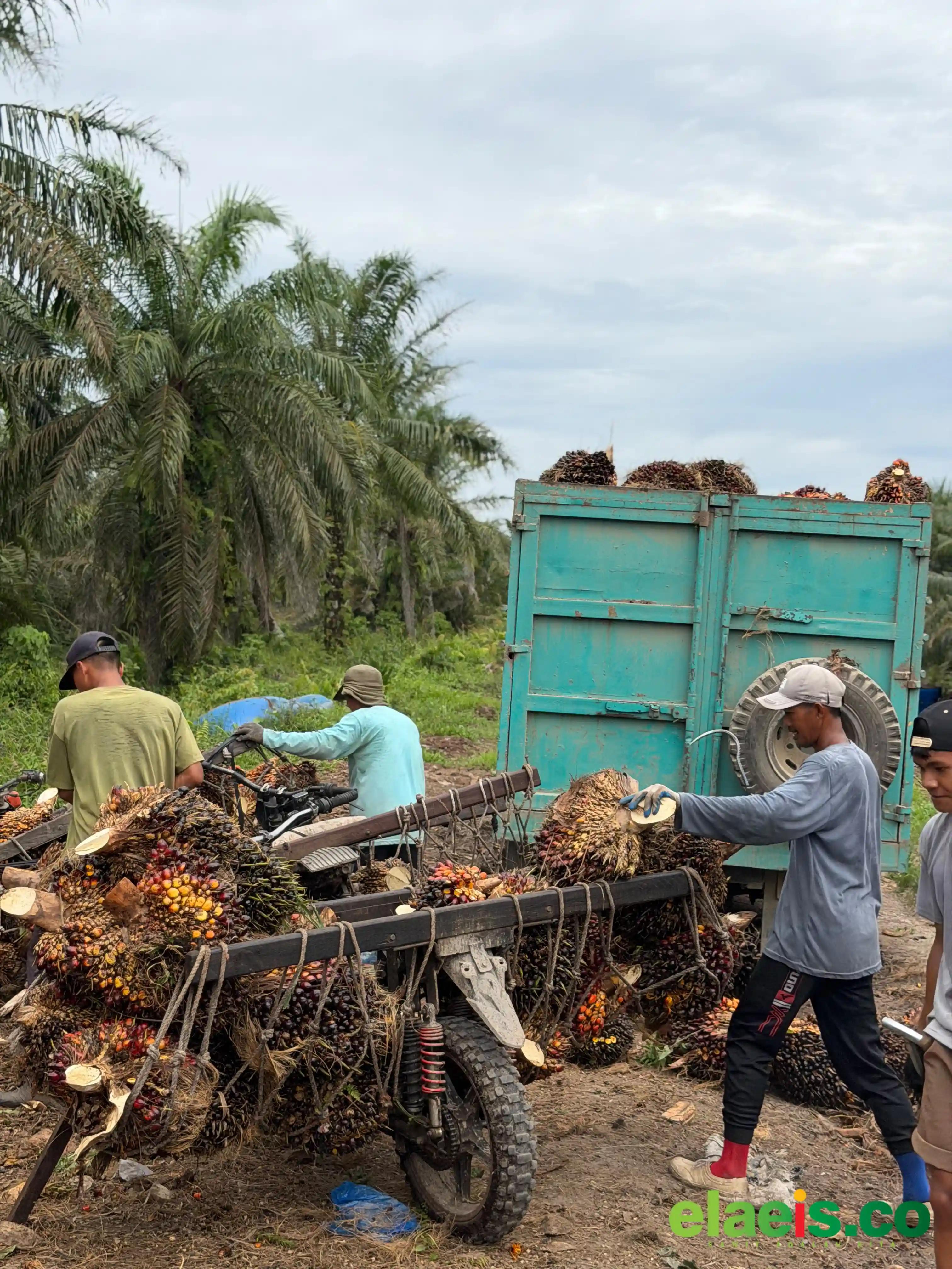 Turun Tipis, Harga Sawit Plasma Riau Dibeli Rp3.776,16/kg