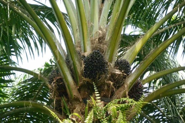 Ini Solusi Hadapi Ketidakpastian Harga Industri Kelapa Sawit!!