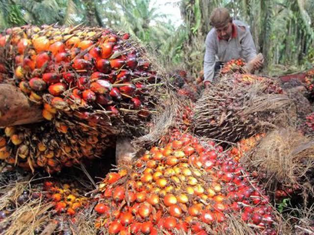 Peraturan Pemerintah Bikin Sawit Rakyat Tewas