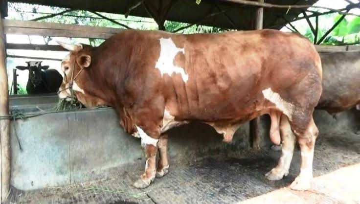 Cerita Rojali, Dapat Duit Banyak Dari Kotoran Sapi