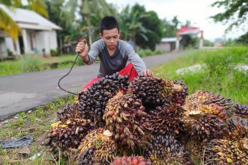Gapki Pastikan Industri Sawit Patuhi Regulasi Ketenagakerjaan