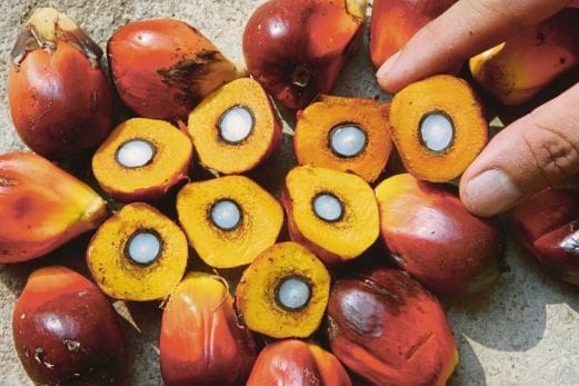 Derita Buruh Sawit di Kalsel Difilmkan