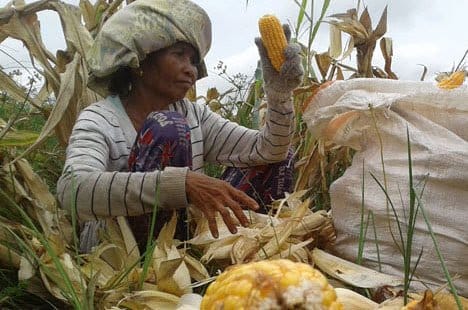 Sawit, Bikin Produksi Jagung Eka Sapta Terancam