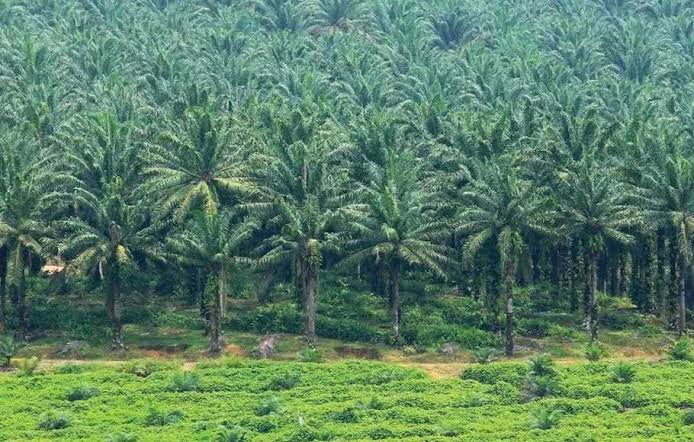 Sawit Mulai Hidup di Lumbung Karet