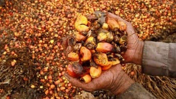 Di Tengah Tidak Stabilnya Harga CPO, Indonesia Malah Ukir Sejarah